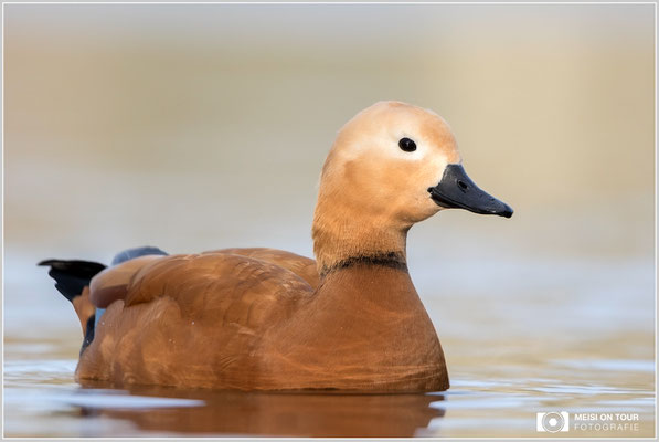Rostgans  |  Canon EOS-7D Mark II, EF 300 f/2,8 L IS II USM mit Telekonverter 1,4x (420 mm), ISO 800, 1/2000s, f/4, Reissack, Winkelsucher