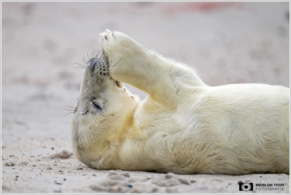 Kegelrobbenjungtier |  Nikon Z9, NIKKOR Z 100–400 mm 1:4,5–5,6 VR S (400 mm), ISO 900, 1/800s, f/5,6