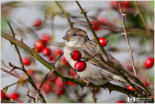 Haussperling  |  Nikon Z9, NIKKOR Z 800 mm 1:6,3 VR S mit TC2,0x (1600 mm), ISO 2500, 1/2500s, f/13