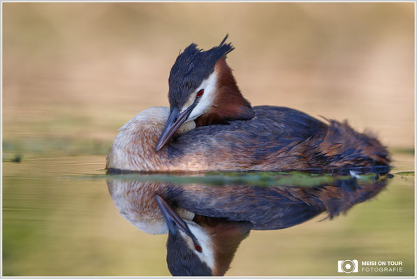 Haubentaucher  |  Canon EOS-6D, EF 300 f/2,8 L IS II USM mit Telekonverter 1,4x (420 mm), ISO 500, 1/1000s, f/5,6, Reissack, Winkelsucher
