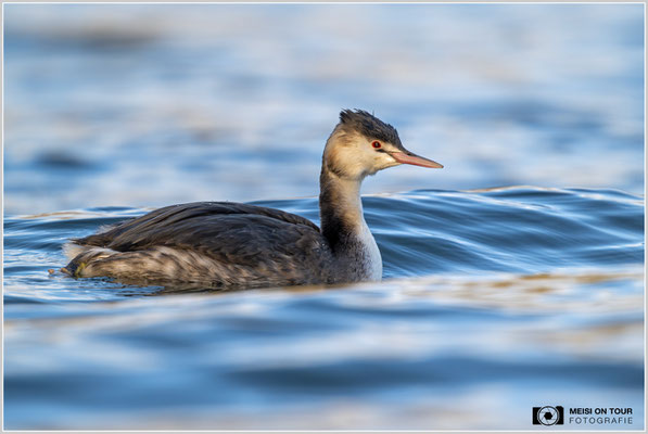 Haubentaucher  |  Nikon Z9, NIKKOR Z 800 mm 1:6,3 VR S mit TC1,4x (1120 mm), ISO 1250, 1/1000s, f/9