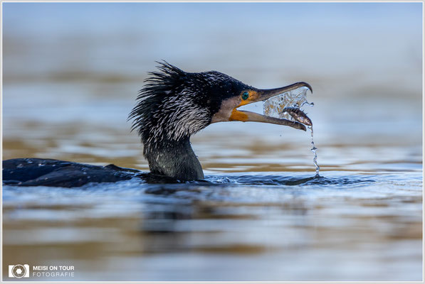 Kormoran  |  Canon EOS R6, EF 300 f/2,8 L IS II USM mit Telekonverter 2x (600 mm), ISO 800, 1/3200s, f/7,1