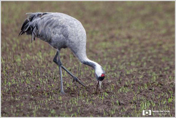 Grauer Kranich  |  Canon EOS-5D Mark IV, EF 300 f/2,8 L IS II USM mit Telekonverter 2x III (600 mm), ISO 400, 1/640s, f/5,6, Reissack im Autofenster