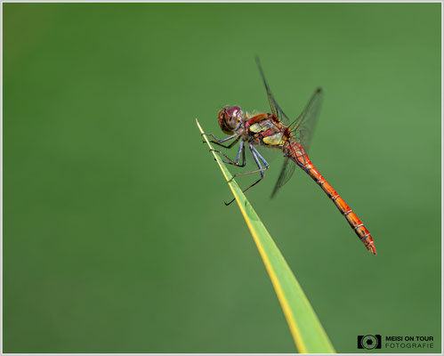 Große Heidelibelle  |  Nikon Z8, NIKKOR Z 100-400 mm 1:5,6 S (400mm), ISO 1600, 1/5000s, f/7,1