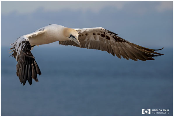 Basstölpel  |  Nikon Z9, NIKKOR Z 100–400 mm 1:4,5–5,6 VR S (165 mm), ISO 140, 1/1600s, f/4,8