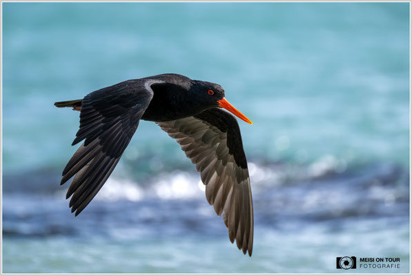 Austernfischer am Strand von Dunedin  |  Nikon Z9, NIKKOR Z 100–400 mm 1:4,5–5,6 VR S (400 mm), ISO 360, 1/1250s, f/5,6