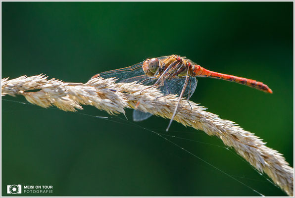 Große Heidelibelle  |  Canon EOS-5D Mark IV, EF 300 f/2,8 L IS II USM mit Telekonverter 2x III (600 mm), ISO 1600, 1/1000s, f/8, Einbeinstativ