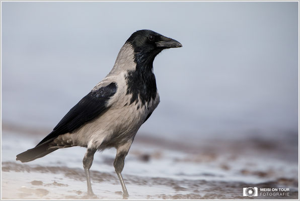 Nebelkrähe  |  Canon EOS-5D Mark IV, EF 300 f/2,8 L IS II USM mit Telekonverter 2x III (600 mm), ISO 500, 1/3200s, f/5,6, Reissack