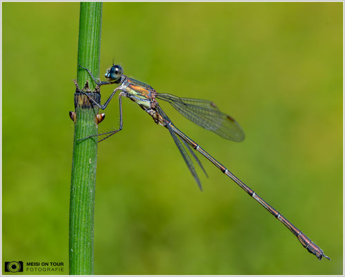Weidenjungfer |  Nikon Z8, NIKKOR Z MC 105 1:2,8 VR S, ISO 1000, 1/500s, f/13