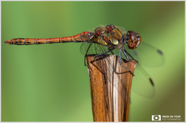 Große Heidelibelle  |  Nikon Z9, NIKKOR Z 100–400 mm 1:4,5–5,6 VR S mit TC1,4x (560 mm), ISO 500, 1/1000s, f/10