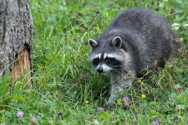 Waschbär