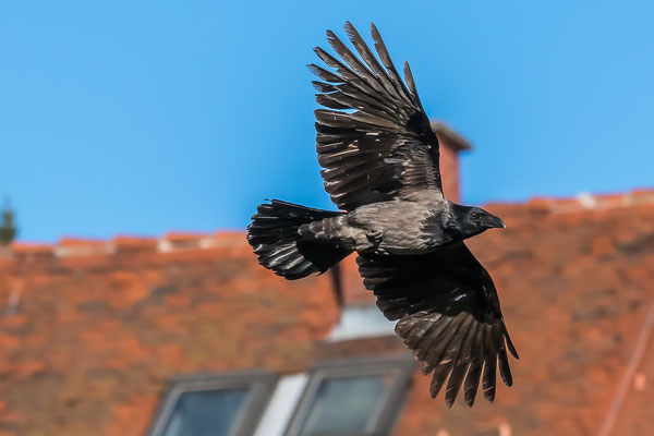 Krähe Crow