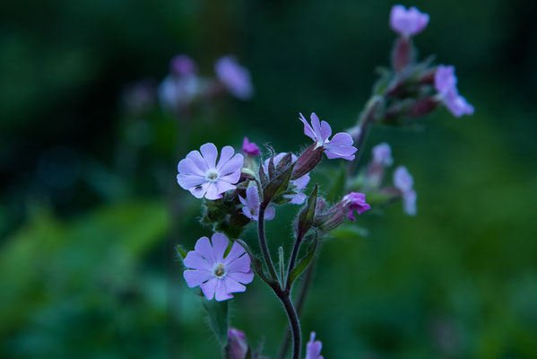 Rote Lichtnelke (Silene dioica)