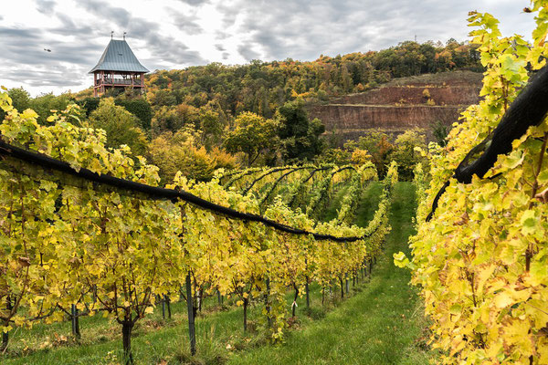 Weingarten im Herbst