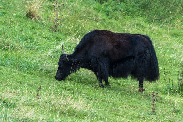 Yak. China. Urspruenglich kamen Yaks bis Sibirien vor. Heute leben sie im Hochgebirge Tibets in 4.700 m Seehoehe.