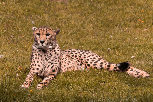 Gepard als Fotomodell.