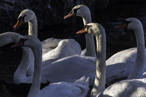 Schwan, Höckerschwan