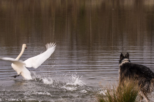 Schwan und Parosi, oha, das war knapp.