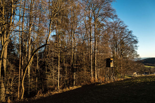 Waldstück mit Jägerkanzel