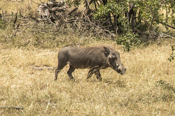 Warzenschwein