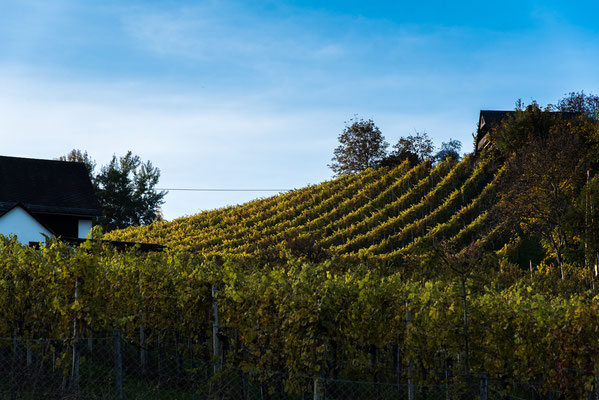 Weingarten am Fuße der Burg