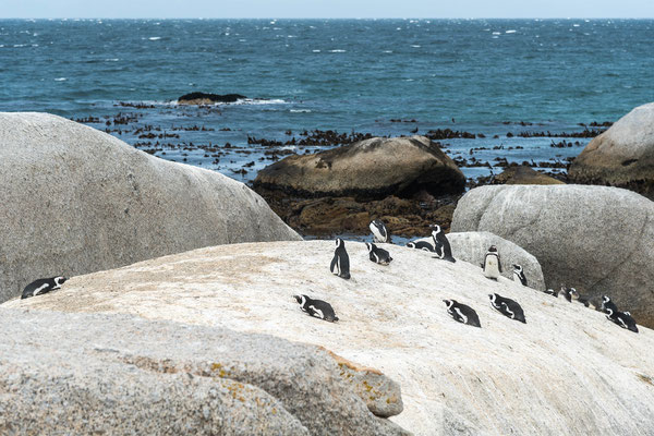 Pinguine ausgewachsen ca. 45cm groß