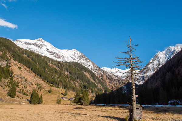 Baum im Hochmoor