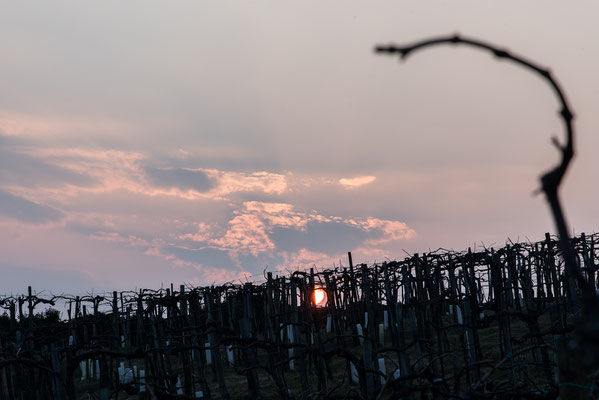 Weingarten aus deren Trauben der Burgwein hergestellt wird.
