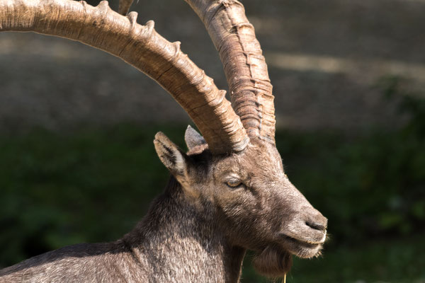 Steinbock