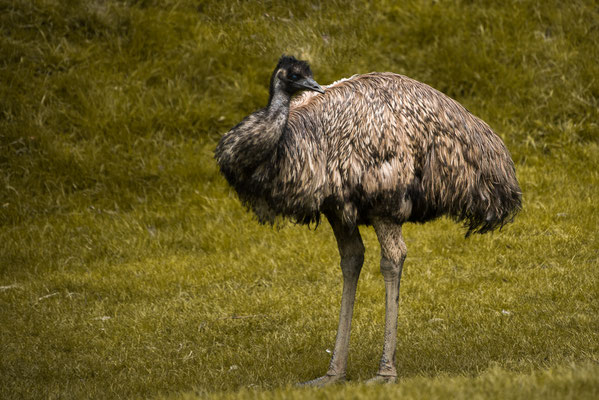 Emu