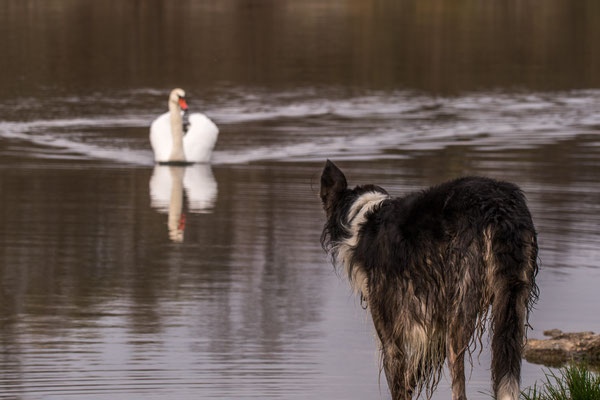 Schwan und Parosi mustern sich...