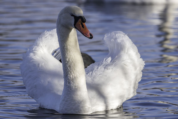 Schwan, Höckerschwan