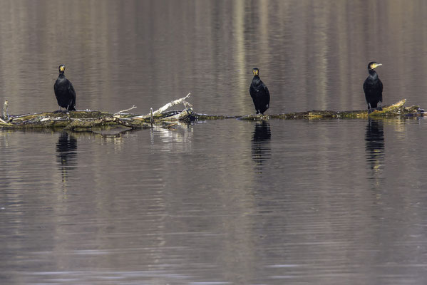 Kormoran