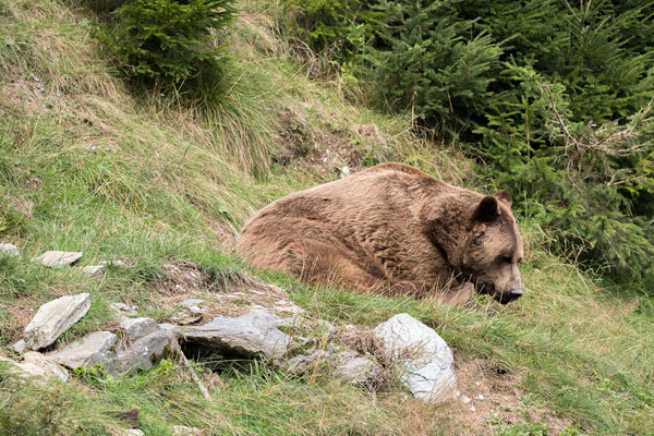 Braunbär