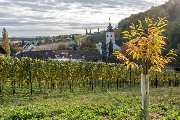 Kirche und Weingarten