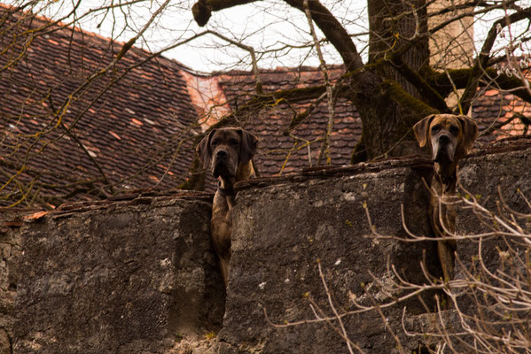 2 Doggen als Wachhunde beobachten mich argwöhnisch beim fotografieren.