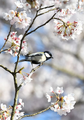 シジュウカラ（2019/04）