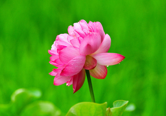 蓮の花（2019/07）