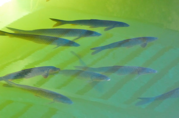 小川の魚影（2015/05）