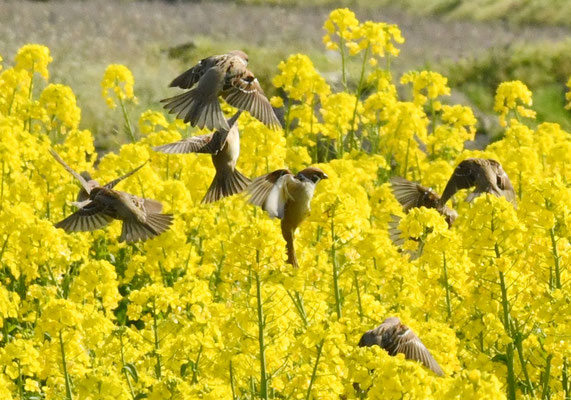 菜の花とスズメ（2020/04）