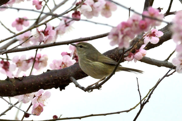 ウグイス（2013/03）