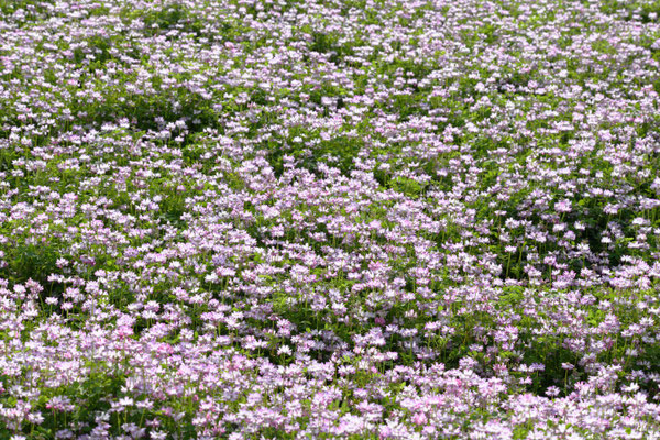 レンゲ畑（2019/04）