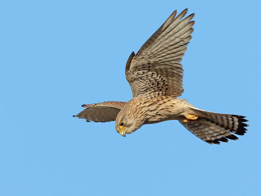 Turmfalke