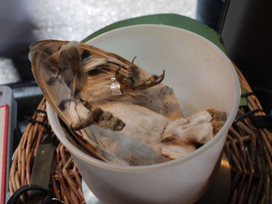 Schleiereule