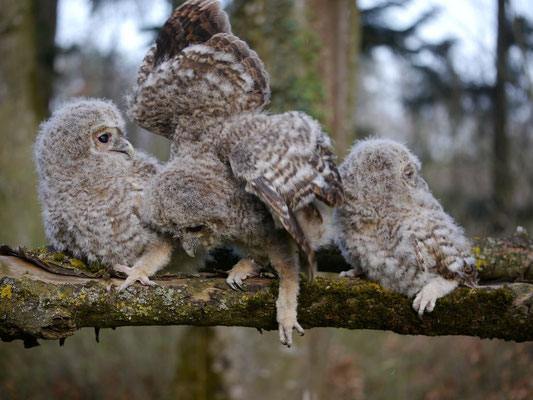 Waldkauze