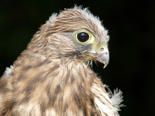 Turmfalke