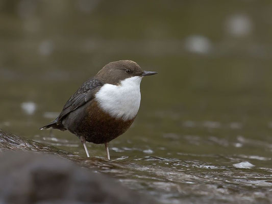 Wasseramsel
