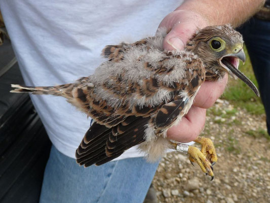 Turmfalke (mit Blindschleiche)
