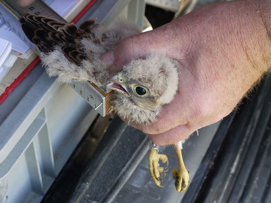 Turmfalke