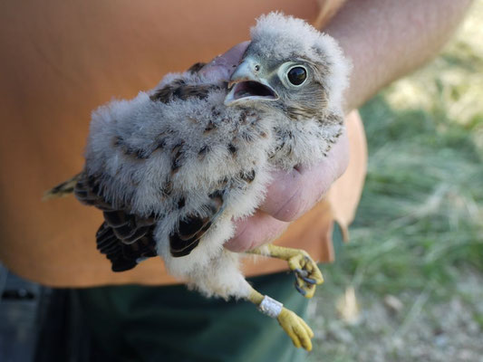 Turmfalke